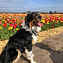 Uta a rejoint le concours — aidez-le/la à gagner de superbes lots ! dog, tulips, flower_field, outdoor, sunny, blue_sky, clouds, dirt_path, leash, happy, sitting, black_and_tan, nature, spring, pet, canine, tongue_out, garden, colorful, daytime