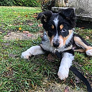 Uta a rejoint le concours — aidez-le/la à gagner de superbes lots ! puppy, dog, grass, leash, outdoor, nature, animal, pet, black, white, brown, cute, young, fur, face, ears, eyes, ground, stone, leaf