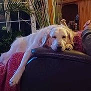 Melanie is registered to the contest to win money with this photo: animal, blanket, canine, comfortable, couch, cozy, dog, domestic_animal, furniture, golden_retriever, home_decor, houseplant, indoor_plant, interior, leisure, living_room, pet, relaxing, resting, wooden_shelf