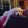 animal, blanket, canine, comfortable, couch, cozy, dog, domestic_animal, furniture, golden_retriever, home_decor, houseplant, indoor_plant, interior, leisure, living_room, pet, relaxing, resting, wooden_shelf
