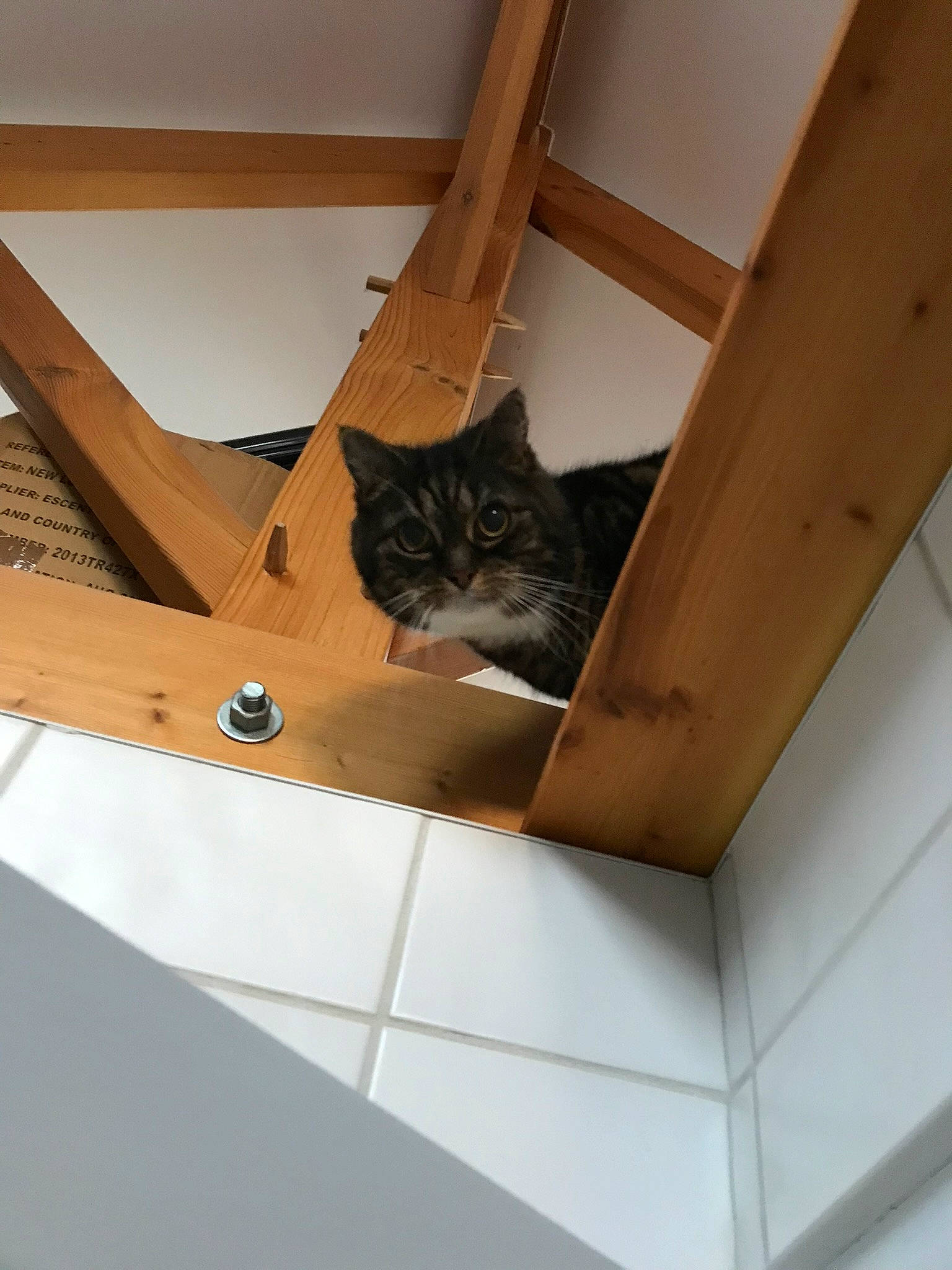 Chrystal participe au concours pour gagner de l'argent avec cette photo : bag, box, brown, cardboard, carnivore, cat, ceiling, domestic_short_haired_cat, fawn, felidae, flooring, fur, hardwood, plywood, small_to_medium_sized_cats, tail, tints_and_shades, whiskers, wood, wood_stain