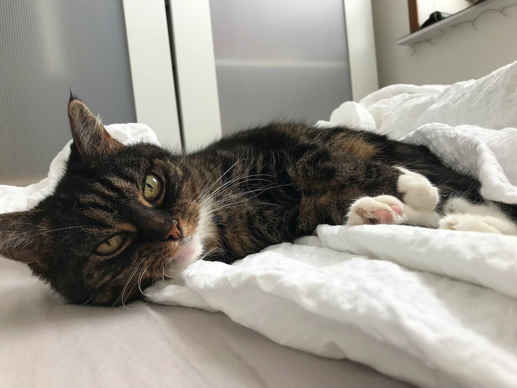 Chrystal a rejoint le concours — aidez-le/la à gagner de superbes lots ! bed, bed_sheet, bedding, carnivore, cat, claw, comfort, domestic_short_haired_cat, duvet, felidae, fur, grey, linens, nap, paw, room, small_to_medium_sized_cats, snout, tail, whiskers