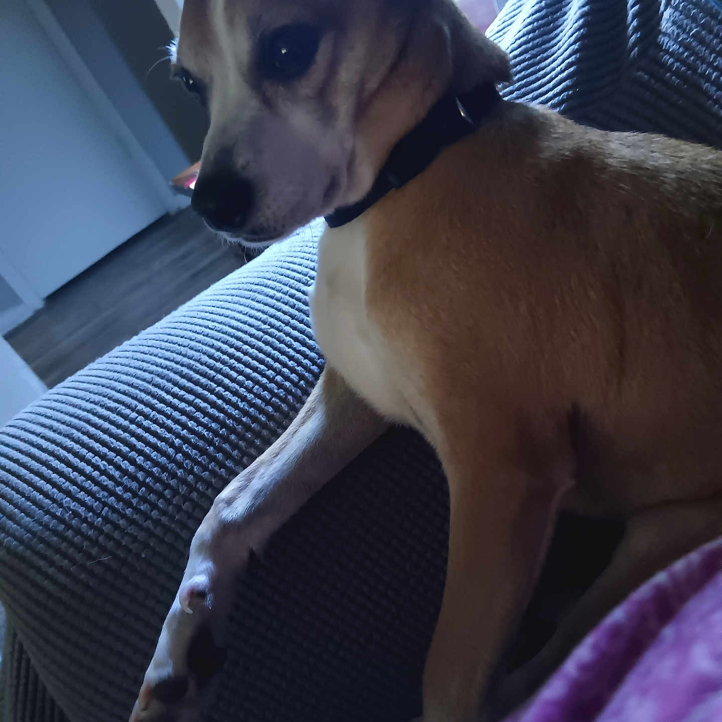 Wally Araus joined the competition — help win amazing prizes! brown, canine, collar, couch, dog, domestic_animal, fur, furniture, home, indoor, paw, pet, quiet, relaxed, resting, seated, side_view, texture, white, window