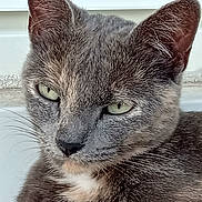 Gribouille participe au concours pour gagner de l'argent avec cette photo : animal, calm, cat, closeup, cute, domestic, ears, expression, eyes, face, feline, fur, gray_cat, indoor, looking, mammal, nature, pet, portrait, whiskers