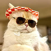 Bourbon joined the competition — help win amazing prizes! cat, sunglasses, hat, indoor, fluffy, pet, animal, closeup, fashion, accessory, cute, relaxed, portrait, whiskers, feline, funny, cozy, domestic, mammal, stylish
