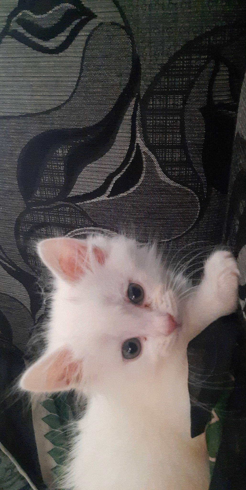 Loki is registered to the contest to win money with this photo: carnivore, cat, claw, domestic_short_haired_cat, ear, eye, fawn, felidae, foot, fur, head, iris, nose, pattern, paw, small_to_medium_sized_cats, snout, tail, whiskers