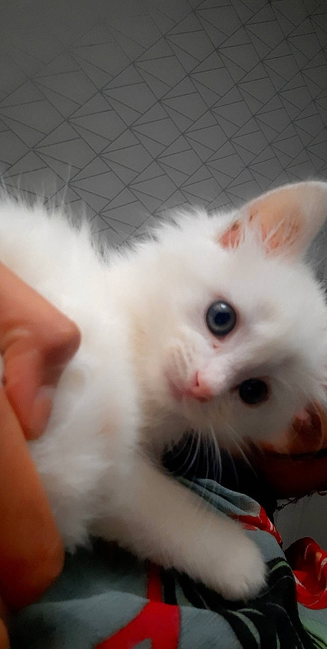 Loki joined the competition — help win amazing prizes! carnivore, cat, claw, domestic_short_haired_cat, ear, fawn, felidae, foot, fur, nose, paw, small_to_medium_sized_cats, snout, tail, whiskers