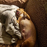 Jake And Jaydee Girl joined the competition — help win amazing prizes! dog, tongue_out, leopard_print, blanket, couch, lying_down, pet, funny_face, indoor, cozy, fur, relaxed, animal, mammal, paw, cute, home, snuggling, light, brown