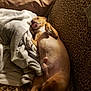 dog, tongue_out, leopard_print, blanket, couch, lying_down, pet, funny_face, indoor, cozy, fur, relaxed, animal, mammal, paw, cute, home, snuggling, light, brown