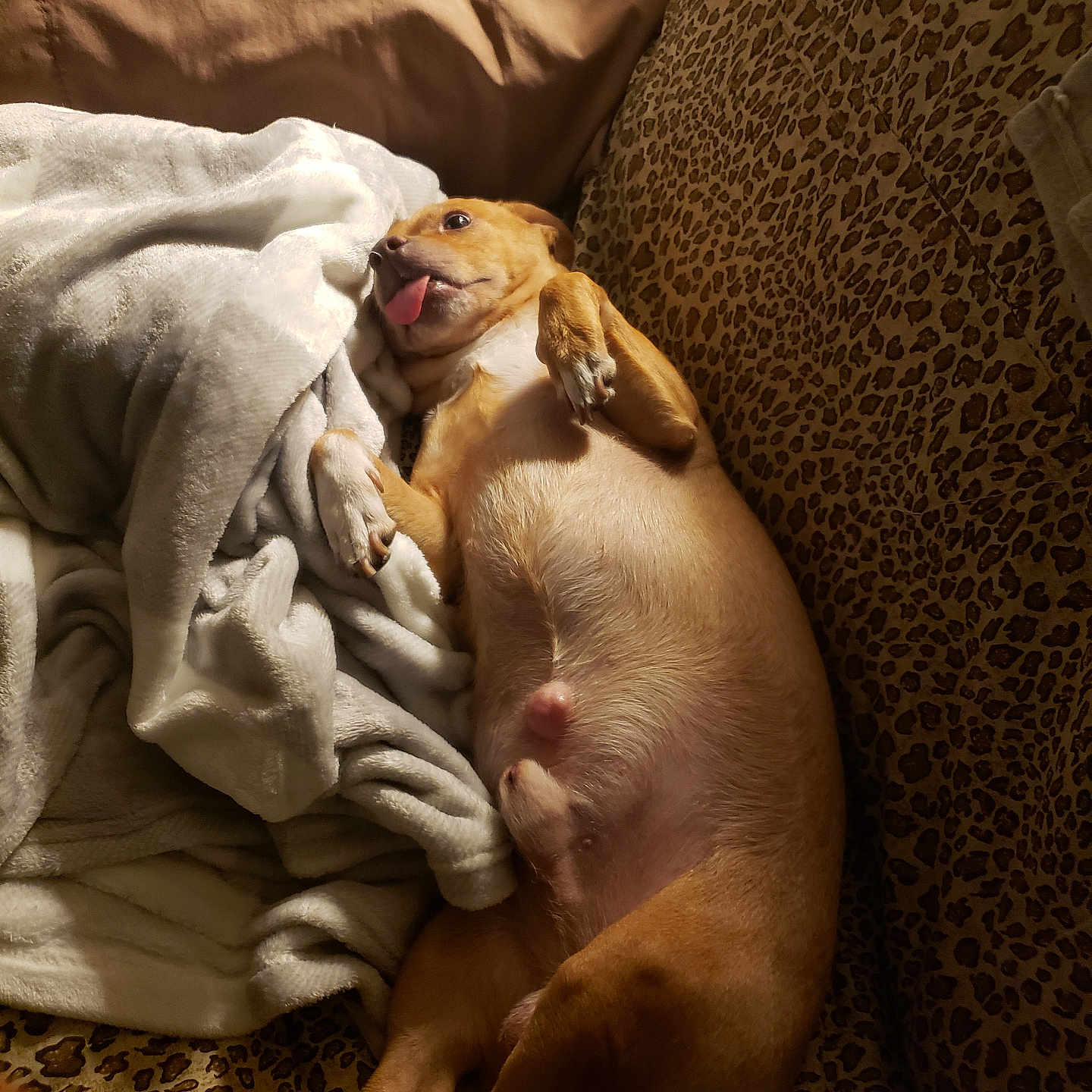 Jake And Jaydee Girl joined the competition — help win amazing prizes! animal, blanket, brown, couch, cozy, cute, dog, funny_face, fur, home, indoor, leopard_print, light, lying_down, mammal, paw, pet, relaxed, snuggling, tongue_out