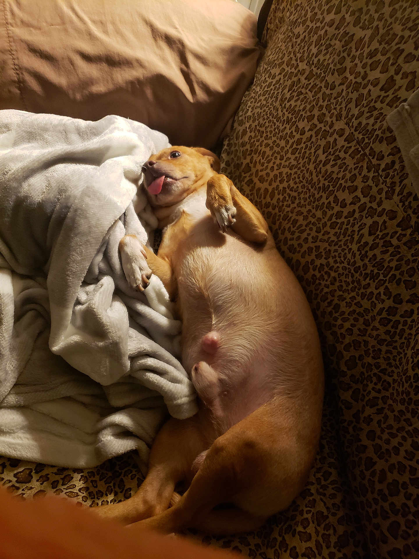 Jake And Jaydee Girl joined the competition — help win amazing prizes! dog, tongue_out, leopard_print, blanket, couch, lying_down, pet, funny_face, indoor, cozy, fur, relaxed, animal, mammal, paw, cute, home, snuggling, light, brown