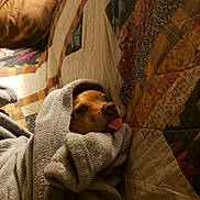 Jake Clark joined the competition — help win amazing prizes! dog, blanket, tongue_out, cozy, couch, patchwork_quilt, indoor, brown_dog, soft_texture, resting, wrapped, pet, cute, snuggled, home, relaxed, warm, comfort, animal, portrait