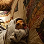dog, blanket, tongue_out, cozy, couch, patchwork_quilt, indoor, brown_dog, soft_texture, resting, wrapped, pet, cute, snuggled, home, relaxed, warm, comfort, animal, portrait