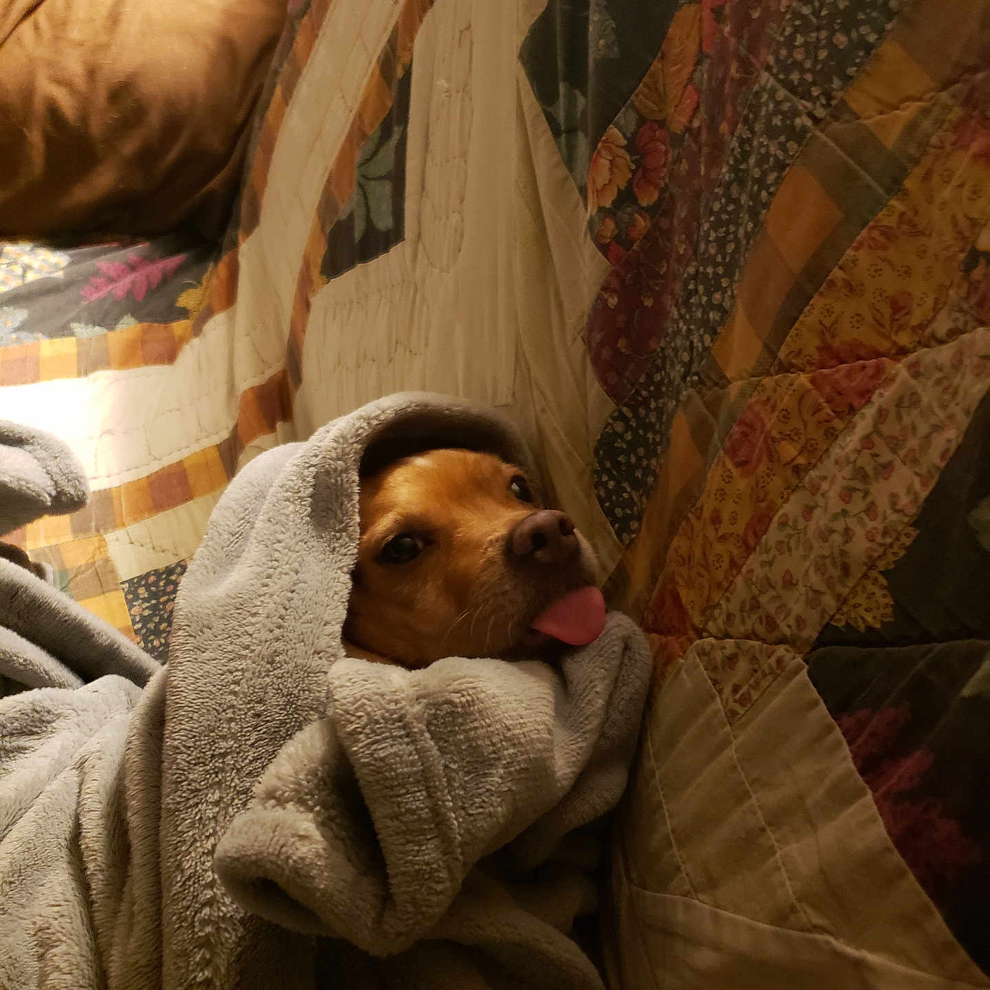 Jake Clark joined the competition — help win amazing prizes! animal, blanket, brown_dog, comfort, couch, cozy, cute, dog, home, indoor, patchwork_quilt, pet, portrait, relaxed, resting, snuggled, soft_texture, tongue_out, warm, wrapped