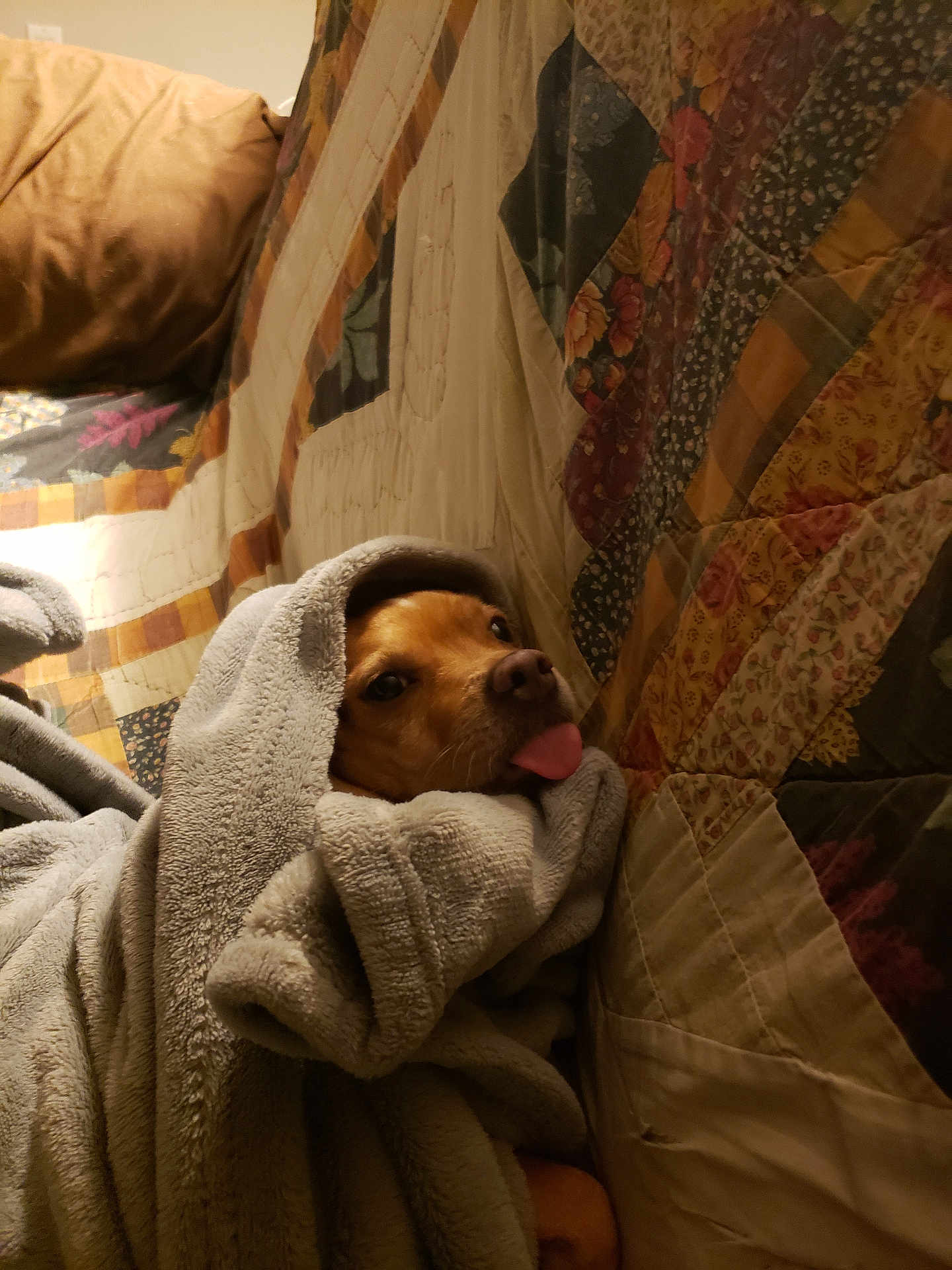 Jake Clark joined the competition — help win amazing prizes! dog, blanket, tongue_out, cozy, couch, patchwork_quilt, indoor, brown_dog, soft_texture, resting, wrapped, pet, cute, snuggled, home, relaxed, warm, comfort, animal, portrait