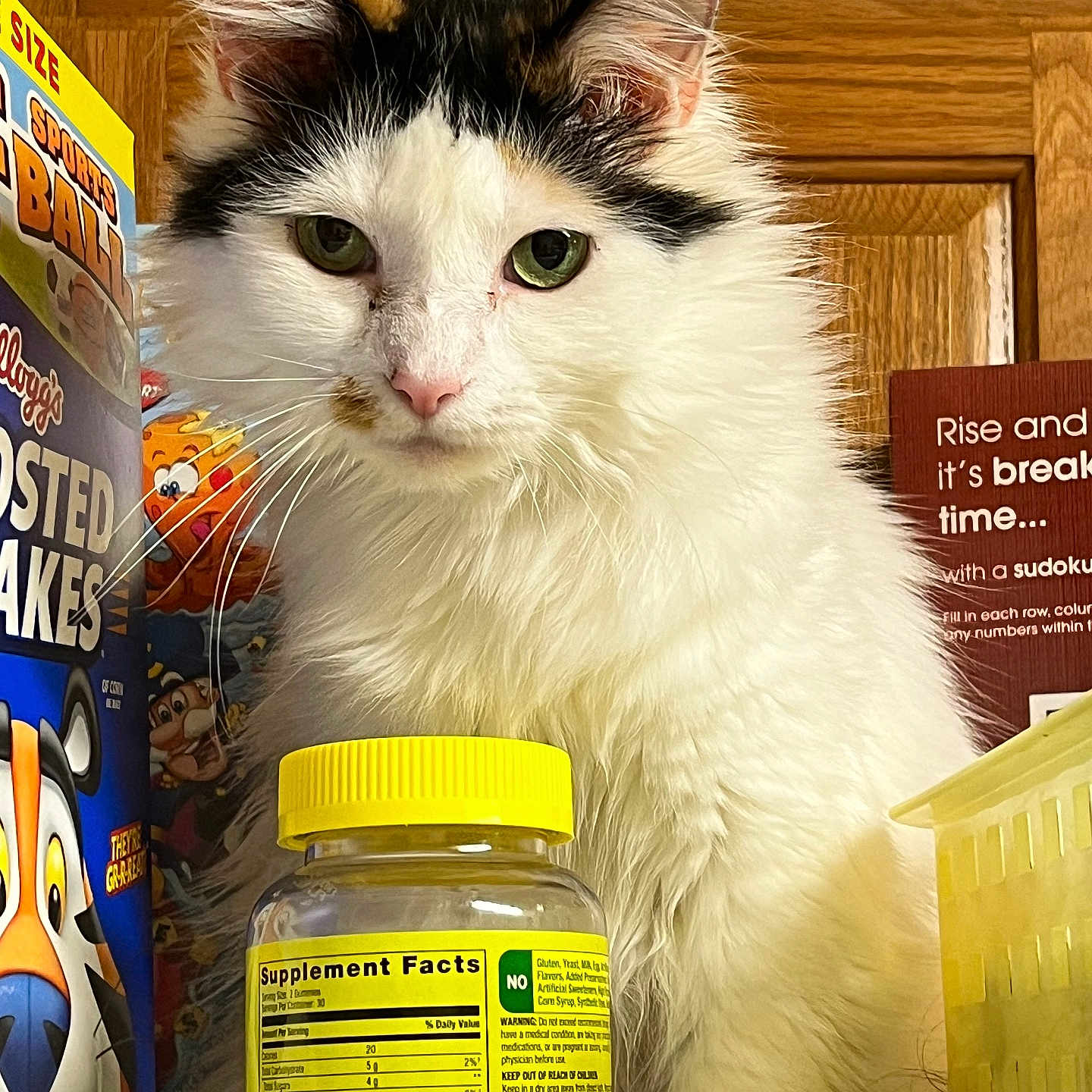 Princess joined the competition — help win amazing prizes! abyssinian, adult, angora, animal, cat, closet, cupboard, face, female, food, furniture, hardwood, head, jar, kitten, manx, person, pet, shelf, woman