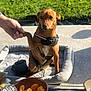 animal, baby, canine, cutlery, dish, dog, face, food, grass, head, hound, meal, person, pet, photography, plant, portrait, pottery, puppy, sweets