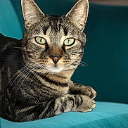 Ratouille a rejoint le concours — aidez-le/la à gagner de superbes lots ! cat, tabby, pet, animal, feline, green_eyes, whiskers, ears, paws, fur, couch, teal, indoor, closeup, relaxed, lying_down, portrait, domestic_cat, mammal, cute
