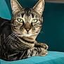 cat, tabby, pet, animal, feline, green_eyes, whiskers, ears, paws, fur, couch, teal, indoor, closeup, relaxed, lying_down, portrait, domestic_cat, mammal, cute