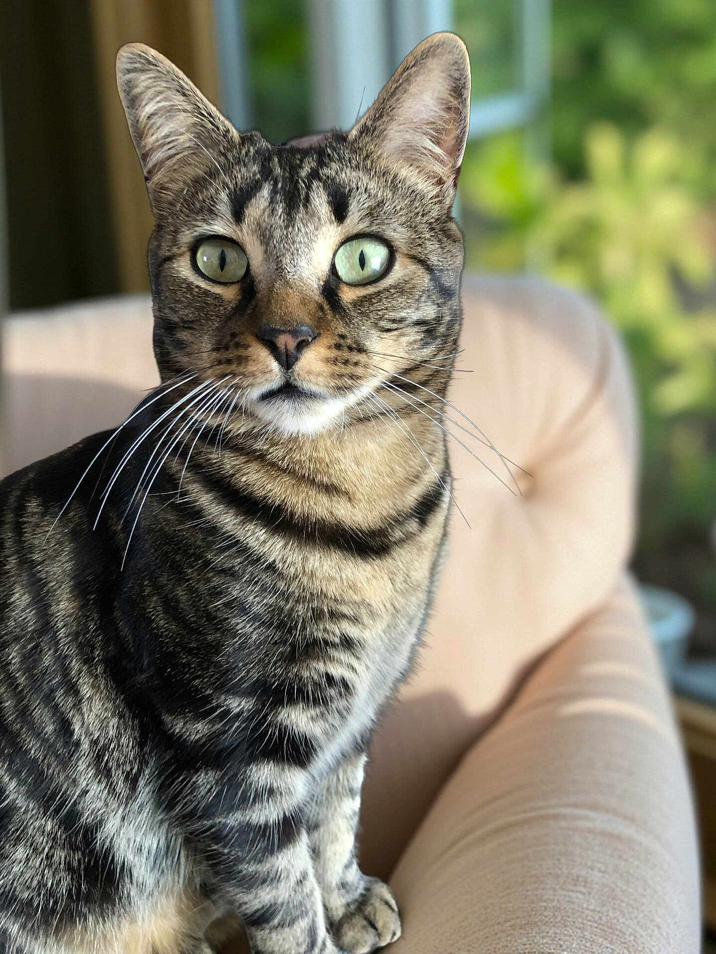 Ratouille participe au concours pour gagner de l'argent avec cette photo : cat, tabby, animal, pet, feline, whiskers, ears, sitting, close_up, indoor, chair, cushion, fur, eyes, portrait, mammal, cute, domestic_animal, striped, alert
