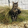 Ratouille a rejoint le concours — aidez-le/la à gagner de superbes lots ! cat, tabby, grass, outdoor, fence, pet, animal, nature, wildlife, greenery, collar, tag, alert, sitting, portrait, cute, fur, whiskers, garden, rock