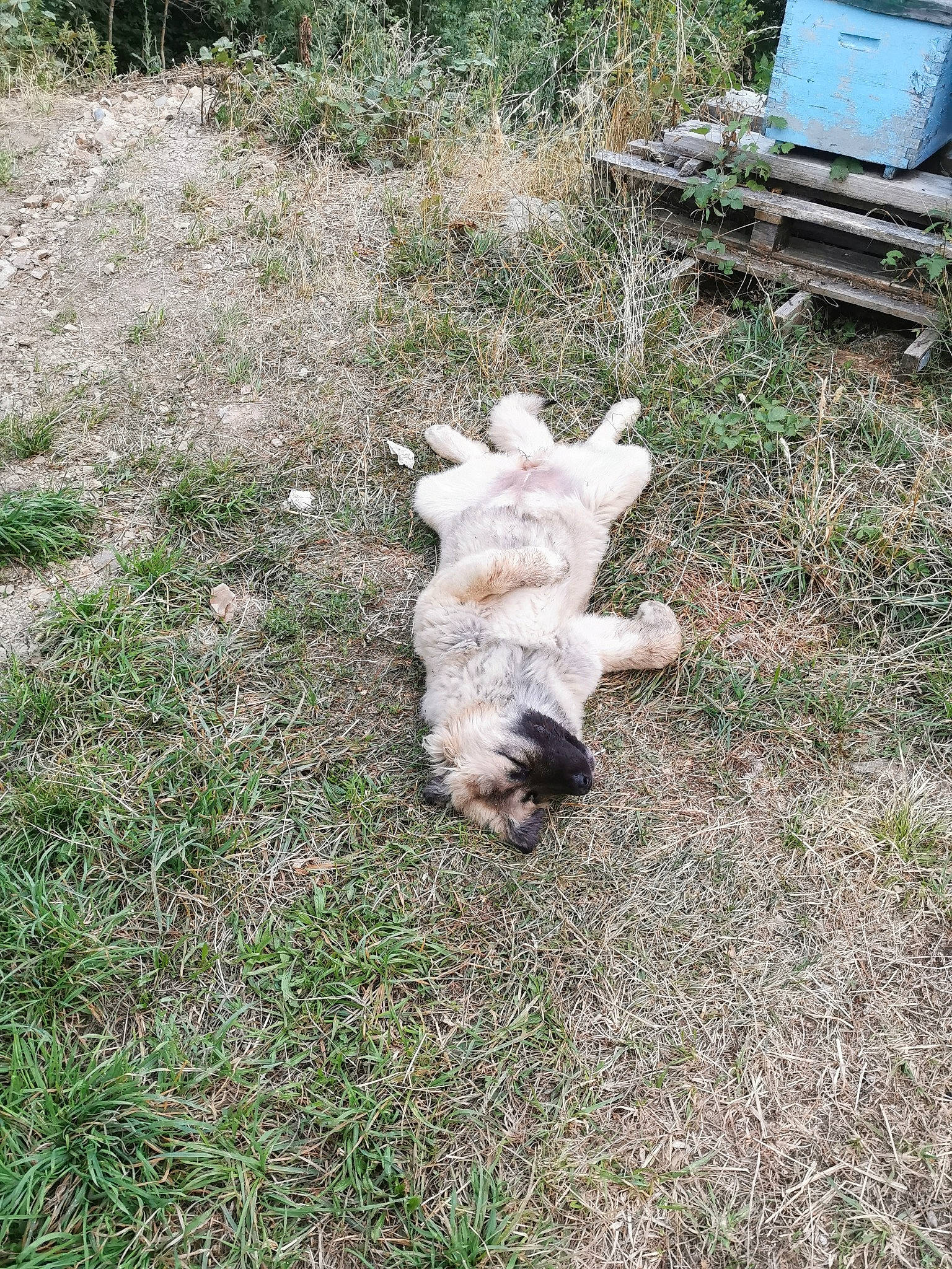 Pyxie participe au concours pour gagner de l'argent avec cette photo : canidae, carnivore, dog, dog_breed, fawn, grass, lagotto_romagnolo, livestock_guardian_dog, retriever, sporting_group