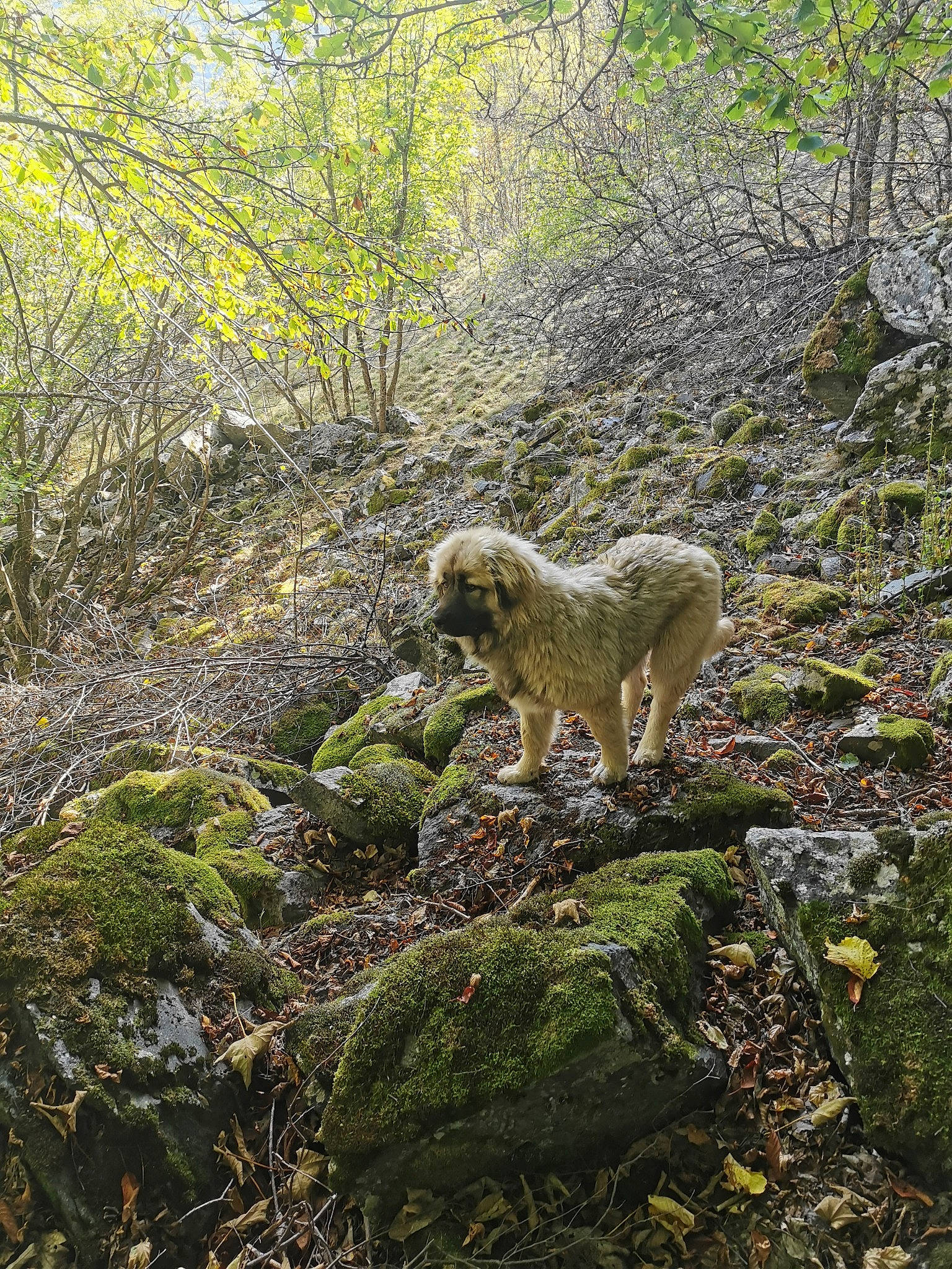 Pyxie participe au concours pour gagner de l'argent avec cette photo : adaptation, canidae, carnivore, fawn, forest, jungle, leaf, nature_reserve, old_growth_forest, organism, plant, tree, vegetation, wildlife, woodland