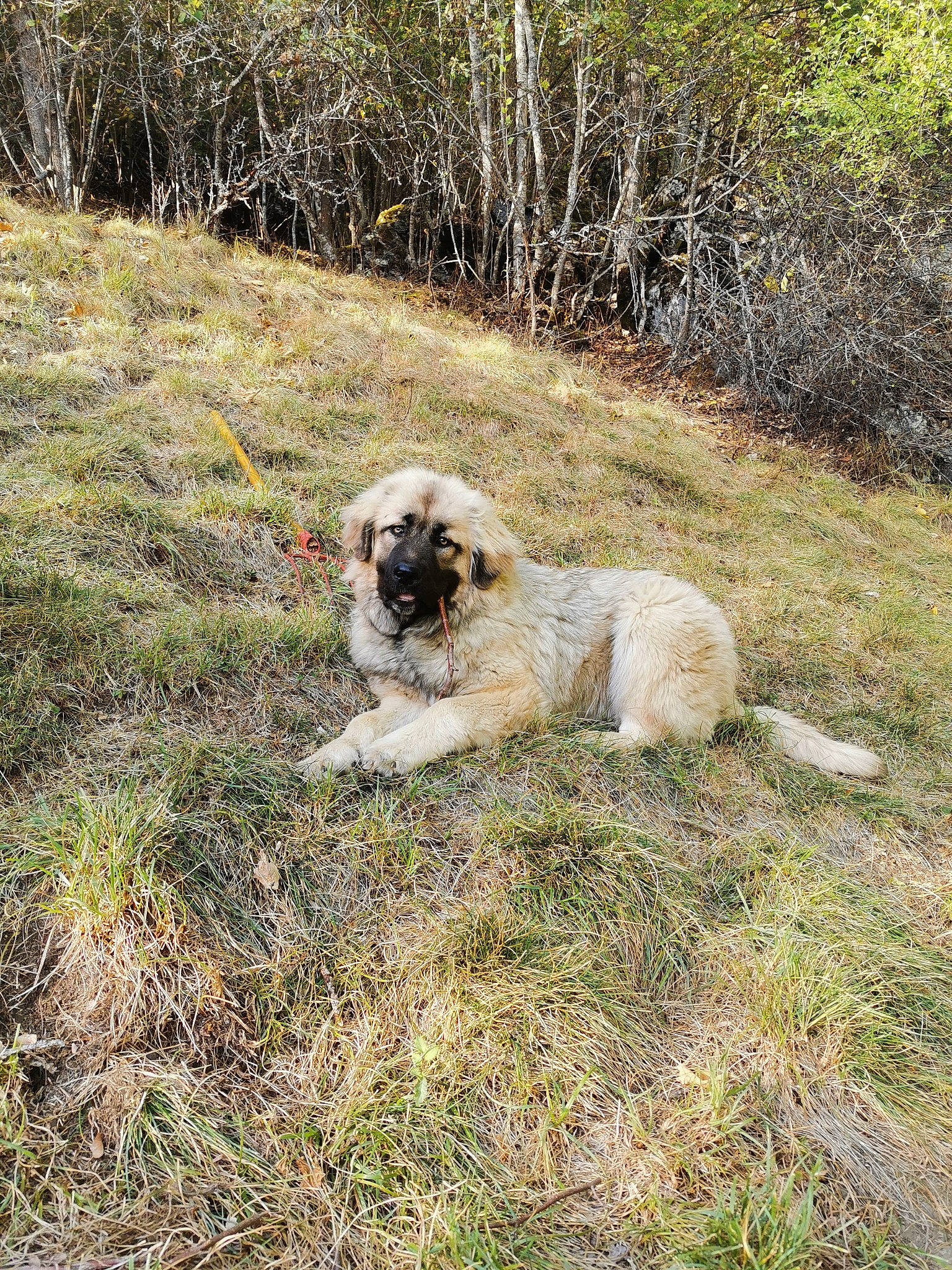 Pyxie a rejoint le concours — aidez-le/la à gagner de superbes lots ! anatolian_shepherd_dog, canidae, carnivore, dog, dog_breed, fawn, grass, kangal_dog, livestock_guardian_dog, mammal, pyrenean_shepherd, sarplaninac, sporting_group, tree, vertebrate