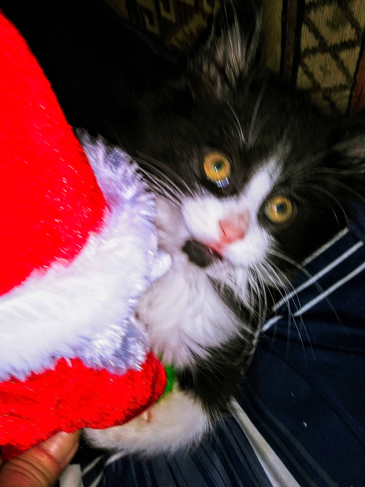 Missy is registered to the contest to win money with this photo: carnivore, cat, christmas, claw, domestic_long_haired_cat, eye, felidae, fur, kitten, lap, norwegian_forest_cat, polydactyl_cat, small_to_medium_sized_cats, snout, tail, whiskers