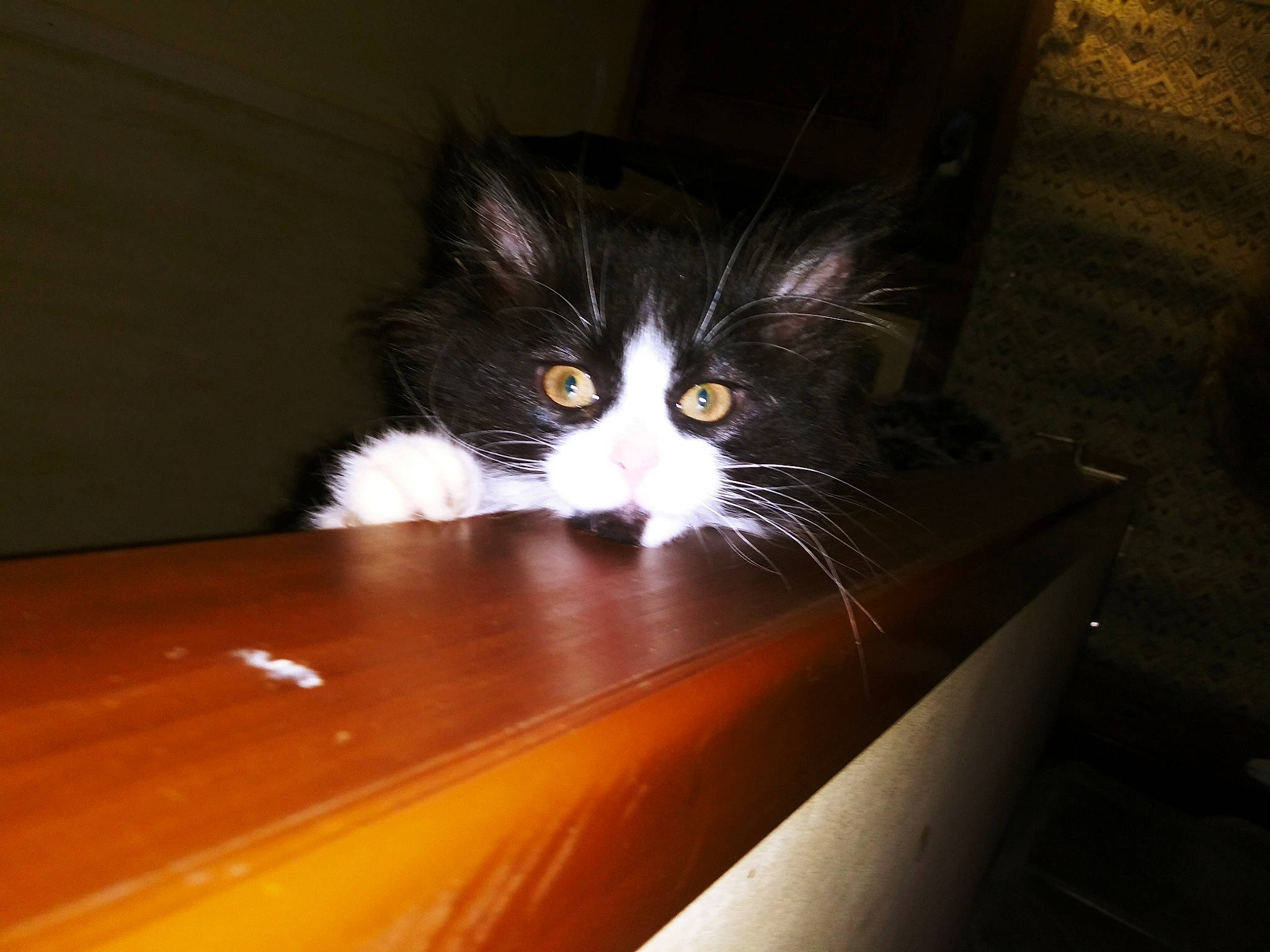 Miss Missy is registered to the contest to win money with this photo: carnivore, cat, domestic_long_haired_cat, domestic_short_haired_cat, felidae, floor, flooring, fur, kitten, norwegian_forest_cat, small_to_medium_sized_cats, snout, whiskers