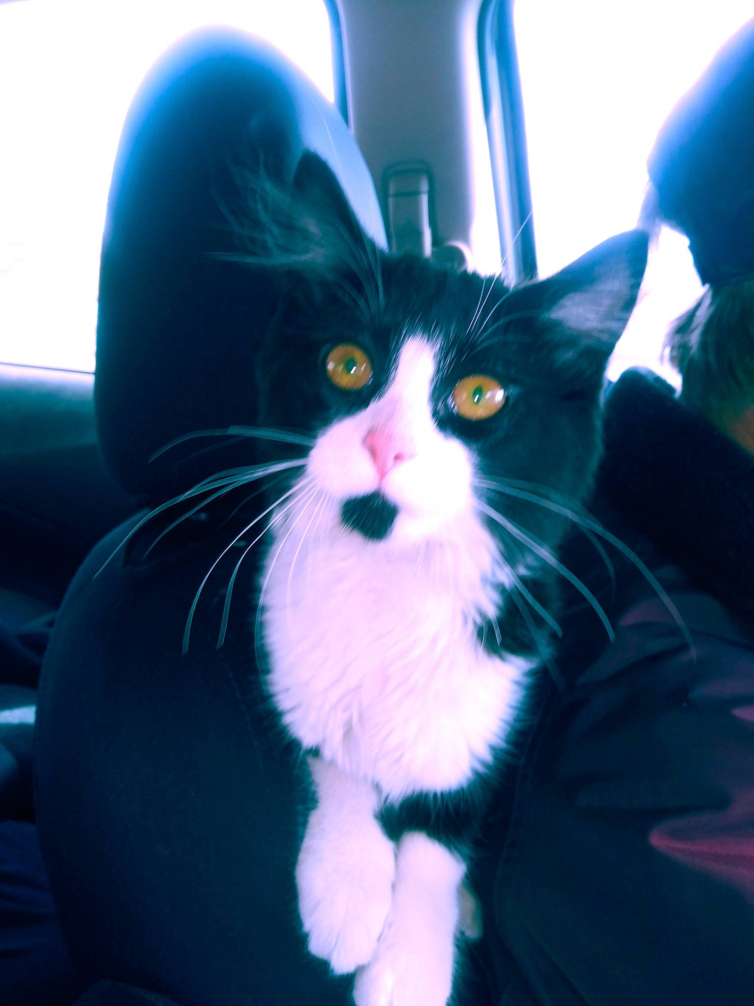 Miss Missy is registered to the contest to win money with this photo: carnivore, cat, ear, eye, felidae, fur, kitten, nose, polydactyl_cat, small_to_medium_sized_cats, snapshot, snout, whiskers