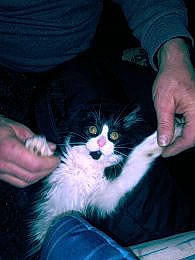 Miss Missy joined the competition — help win amazing prizes! carnivore, cat, domestic_long_haired_cat, felidae, fur, kitten, norwegian_forest_cat, small_to_medium_sized_cats, whiskers