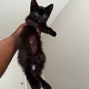 Salem is registered to the contest to win money with this photo: adorable, animal, black_kitten, cat, claws, cute, feline, fur, hand, holding, home, indoor, kitten, mischievous, person, pet, playing, tongue_out, whiskers, young_animal