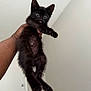 adorable, animal, black_kitten, cat, claws, cute, feline, fur, hand, holding, home, indoor, kitten, mischievous, person, pet, playing, tongue_out, whiskers, young_animal