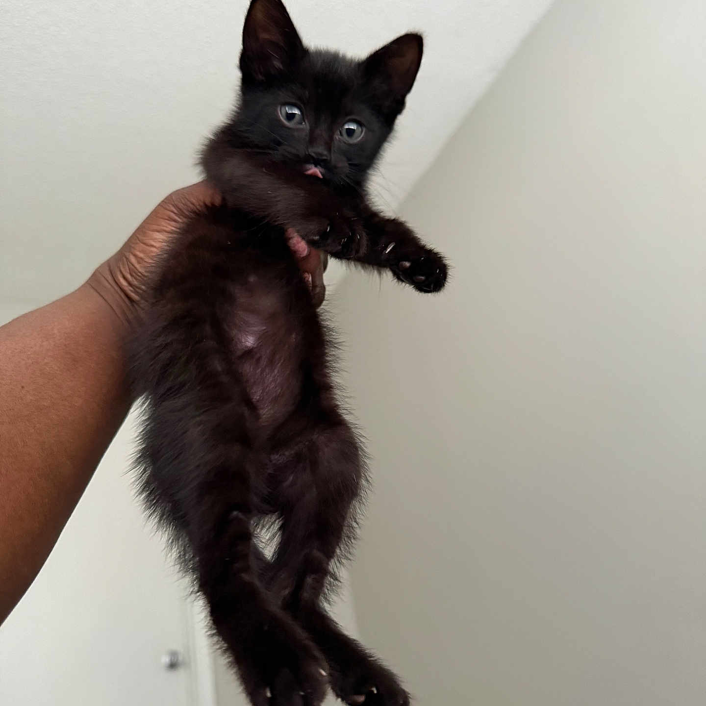 Salem is registered to the contest to win money with this photo: adorable, animal, black_kitten, cat, claws, cute, feline, fur, hand, holding, home, indoor, kitten, mischievous, person, pet, playing, tongue_out, whiskers, young_animal