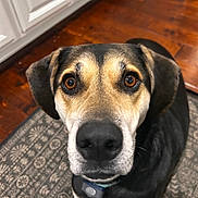 Zeus is registered to the contest to win money with this photo: animal, black_fur, brown_eyes, canine, close_up, collar, companion, curious, dog, floor, household, indoor, looking_up, mammal, pet, portrait, rug, tan_fur, white_fur, wooden_floor