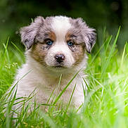 Aska participe au concours pour gagner de l'argent avec cette photo : puppy, dog, grass, outdoor, greenery, cute, animal, fur, blue_eyes, nature, pet, young_dog, mammal, fluffy, portrait, sitting, adorable, field, snout, canine