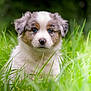 puppy, dog, grass, outdoor, greenery, cute, animal, fur, blue_eyes, nature, pet, young_dog, mammal, fluffy, portrait, sitting, adorable, field, snout, canine