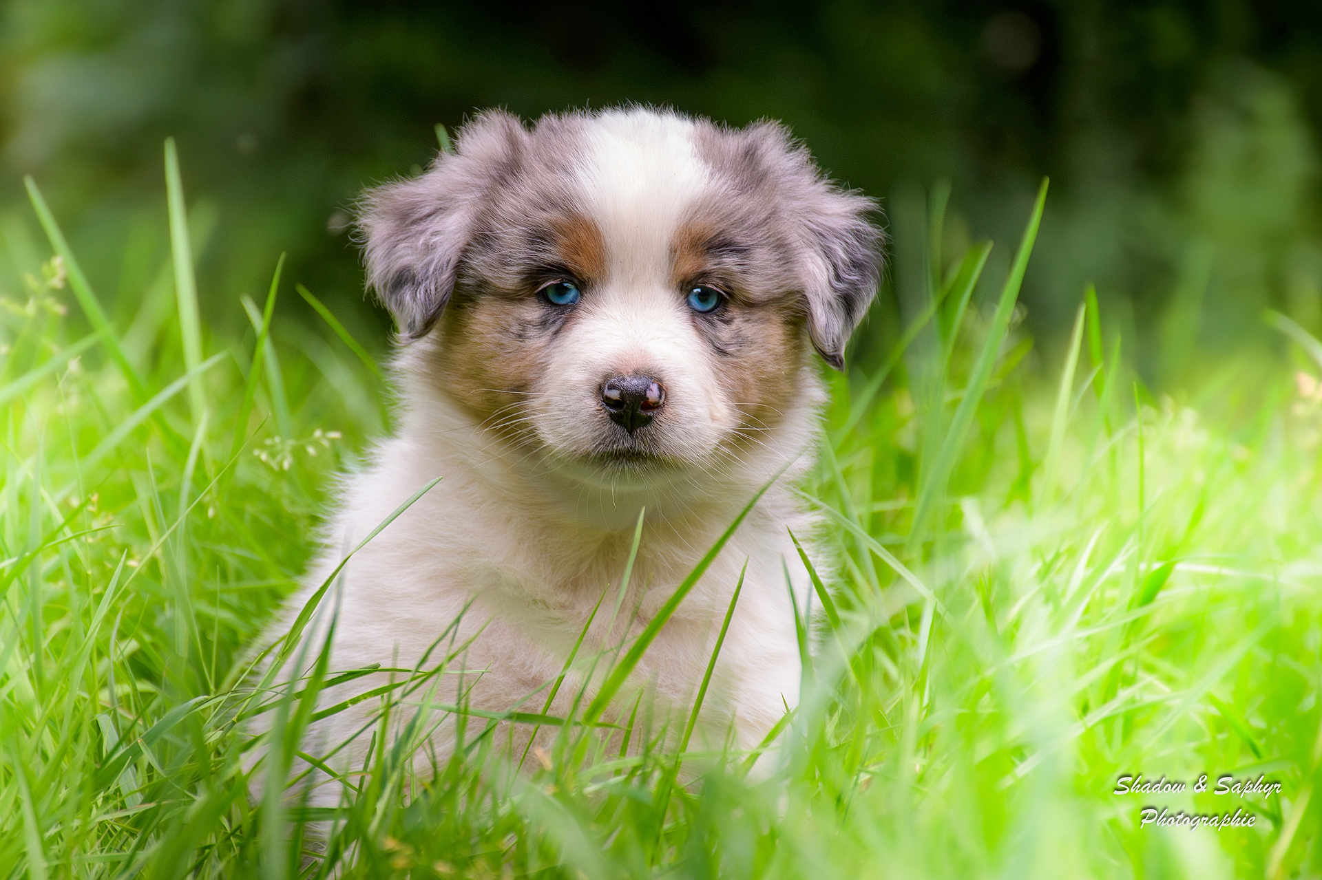 Aska participe au concours pour gagner de l'argent avec cette photo : puppy, dog, grass, outdoor, greenery, cute, animal, fur, blue_eyes, nature, pet, young_dog, mammal, fluffy, portrait, sitting, adorable, field, snout, canine