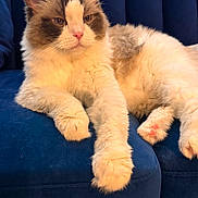 Lily überfluff is registered to the contest to win money with this photo: cat, fluffy, long_hair, brown_and_white, blue_eyes, pet, animal, portrait, close_up, indoors, couch, velvet, furniture, lounging, sitting, paws, whiskers, ears, relaxed, funny