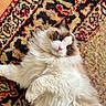 Lily überfluff joined the competition — help win amazing prizes! cat, fluffy, long_hair, colorpoint, ragdoll, pet, animal, portrait, closeup, lying_down, indoor, rug, carpet, wood_floor, blue_eyes, pink_nose, whiskers, fur, relaxed, cute