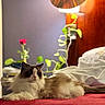 Lily überfluff is registered to the contest to win money with this photo: cat, fluffy_cat, long_hair, pet, animal, bed, bedroom, red_blanket, lamp, houseplant, cozy, indoor, portrait, lounging, lying_down, serious_expression, fur, whiskers, home_decor, warm_lighting