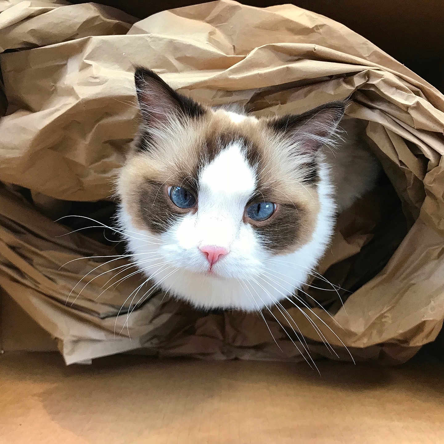 Lily überfluff