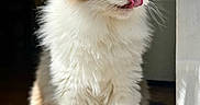 Lily überfluff is registered to the contest to win money with this photo: cat, fluffy, long_hair, blue_eyes, white_fur, brown_markings, pink_nose, tongue, licking, sitting, pet, animal, portrait, indoors, sunlight, sunbeam, window, doorway, wood_floor, carpet