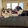 Freddie Mercury is registered to the contest to win money with this photo: cat, dog, pets, animal, couch, indoors, home, living_room, furniture, portrait, sitting, lying_down, fluffy, fur, white, brown, gray, blue_eyes, alert, companionship