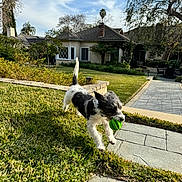 Freddie Mercury joined the competition — help win amazing prizes! dog, puppy, black_and_white, playing, fetch, ball, green_ball, outdoor, garden, lawn, backyard, house, patio, walkway, grass, sunlight, landscape, trees, palm_tree, action_shot