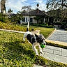 dog, puppy, black_and_white, playing, fetch, ball, green_ball, outdoor, garden, lawn, backyard, house, patio, walkway, grass, sunlight, landscape, trees, palm_tree, action_shot