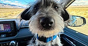 Freddie Mercury joined the competition — help win amazing prizes! dog, puppy, scruffy_fur, wirehaired, black_and_white, blue_collar, harness, baseball_tag, car, passenger_seat, dashboard, side_mirror, road_trip, highway, desert, mountains, landscape, blue_sky, golden_grass, pet_portrait