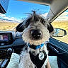 dog, puppy, scruffy_fur, wirehaired, black_and_white, blue_collar, harness, baseball_tag, car, passenger_seat, dashboard, side_mirror, road_trip, highway, desert, mountains, landscape, blue_sky, golden_grass, pet_portrait