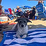 Freddie Mercury is registered to the contest to win money with this photo: dog, puppy, beach, sand, towel, striped_towel, outdoor, sunny, summer, umbrella, people, chairs, seaside, portrait, sitting, black_and_white, scruffy_fur, floppy_ears, pet, vacation